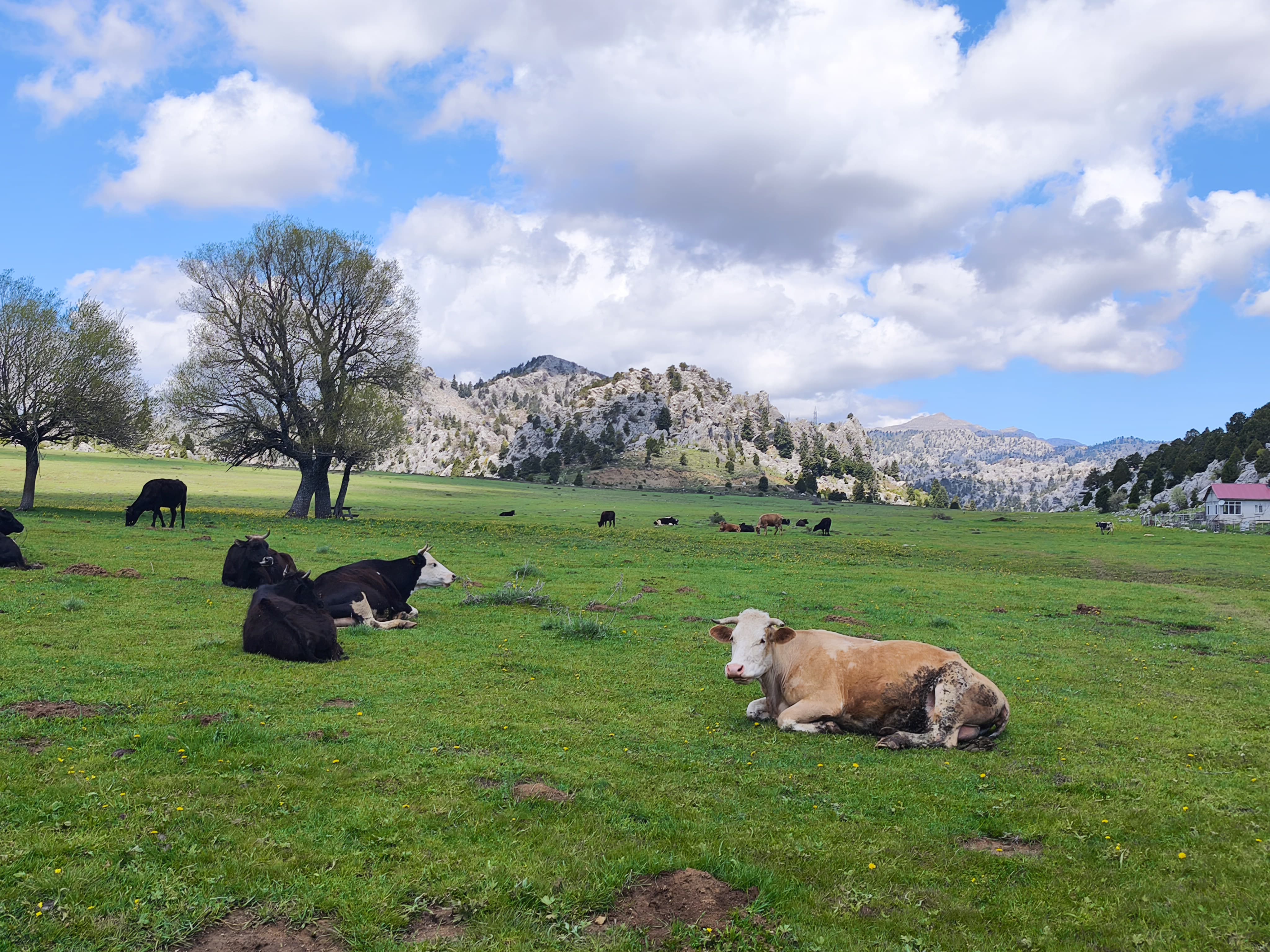 Toros Dağları'nda Baharın İlk Müjdesi: Madenli Yaylası Canlanıyor