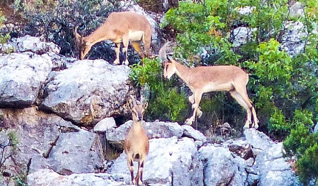 Seydişehir Antalya arasında  bulunan Toros dağlarında     bulunan  yaban keçileri  bölge için  bir  güzellik sahip çıkılması  gereken  bir deger