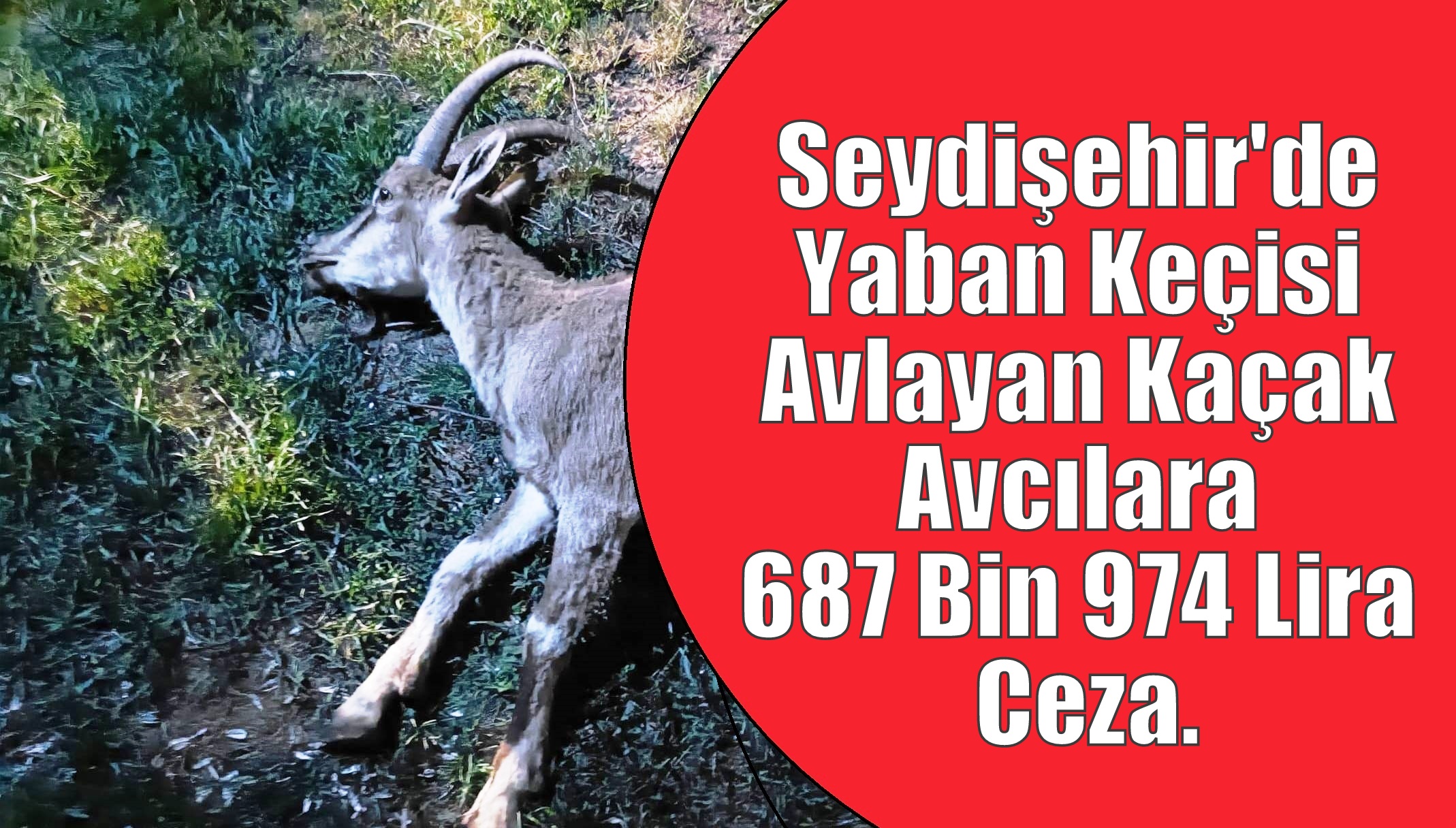 Seydişehir'de  Yaban Keçisi Avlayan Kaçak Avcılara 687 Bin 974 Lira Ceza