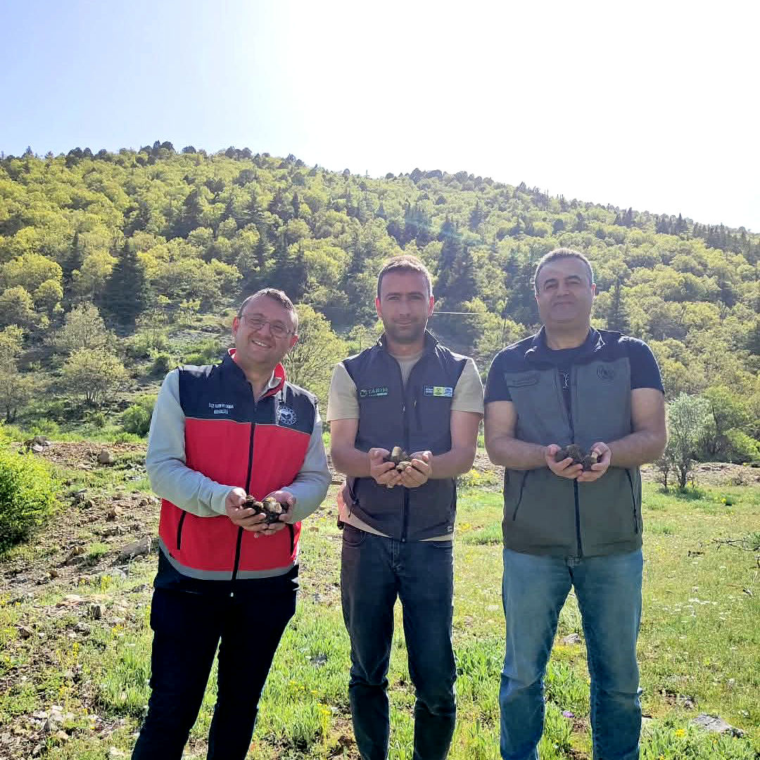 Konya  Bölgesinde  Kuzu Göbeği Mantarı için saha araştırması