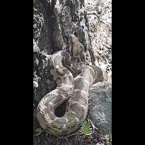 Mantar Toplayanlar Dikkat! Toroslar'da Anadolu Engereği ile Karşılaşabilirsiniz
