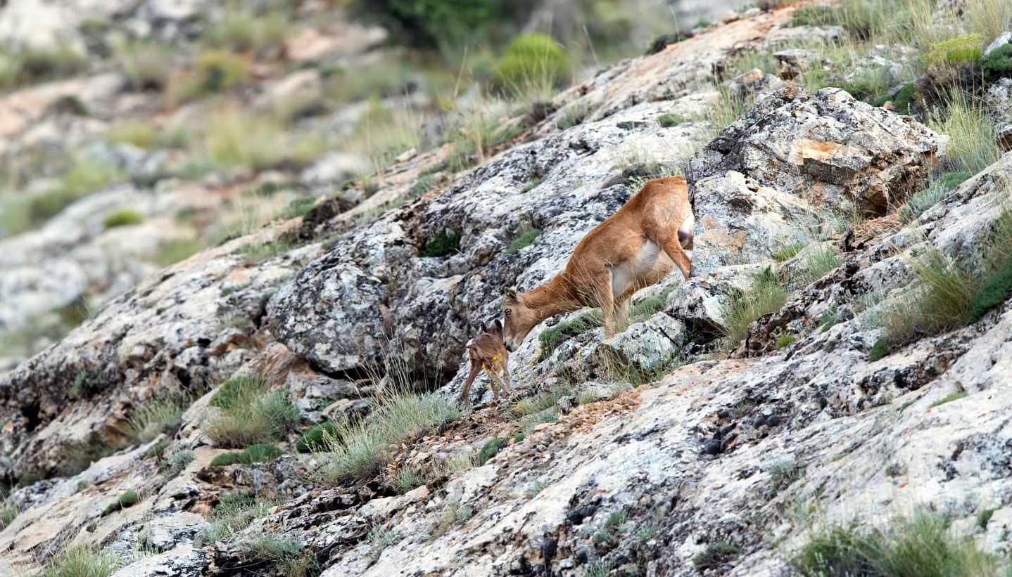 Anadolu Yaban Koyunları Yavrulamaya Başladı