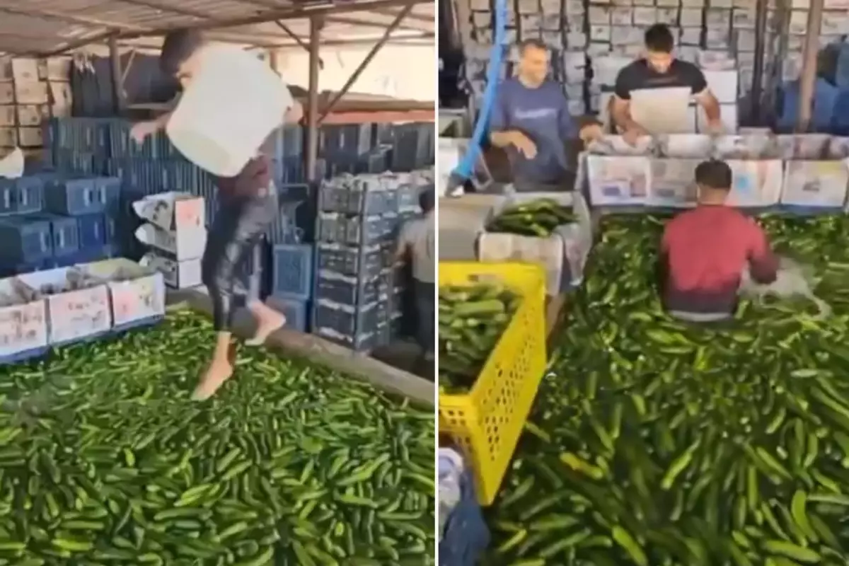 Mide bulandıran görüntüler Türkiye'den! Çıplak ayakla salatalık havuzuna daldı