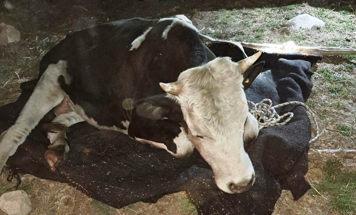 Seydişehir'de Bataklığa Saplanan Dana, İtfaiyenin 5 Saatlik Zorlu Mücadelesi Sonucu Kurtarıldı
