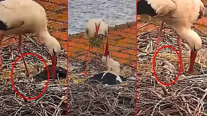 Yaren leylek ile Nazlı'nın 5 yavrusu oldu
