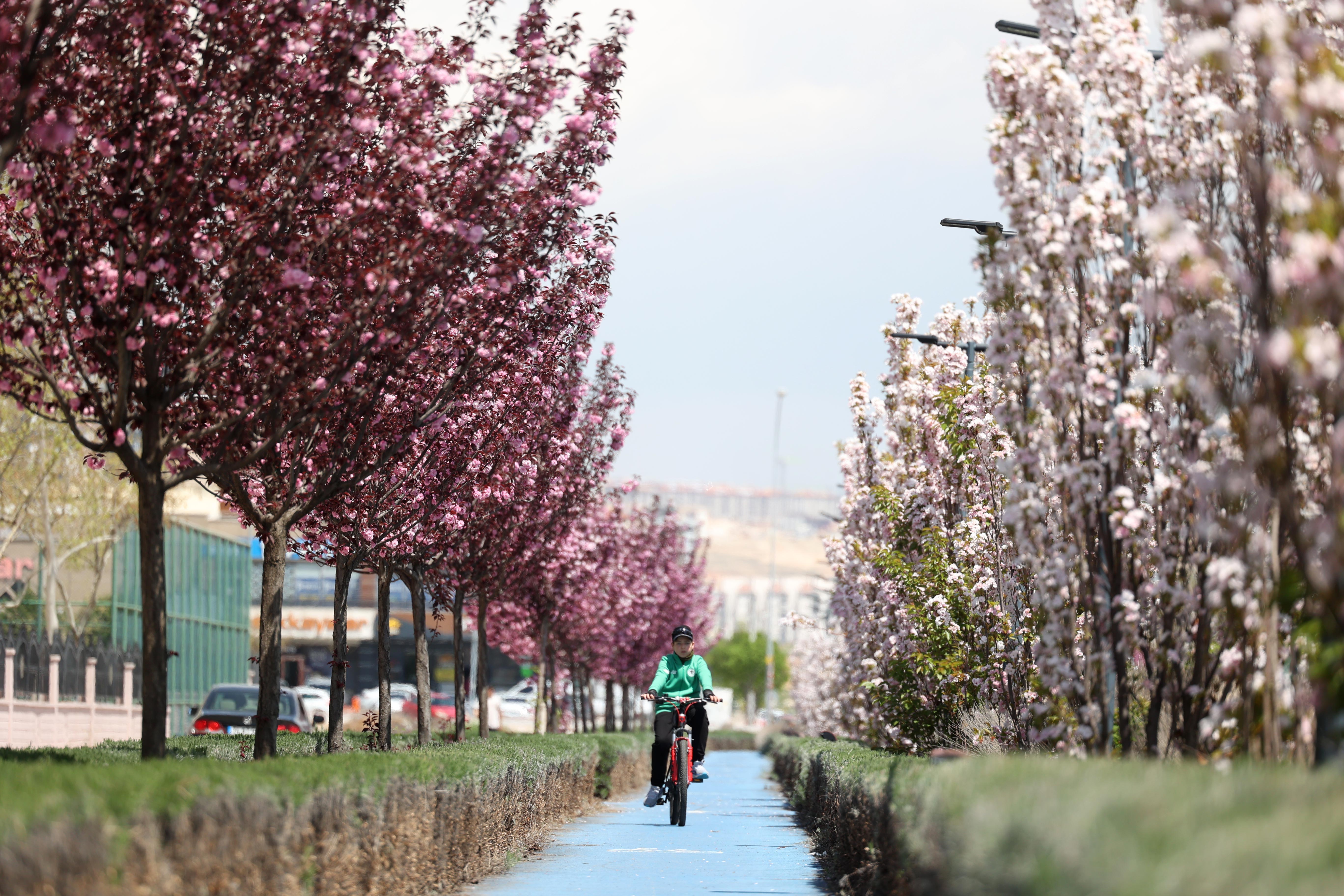 SAKURALAR İÇİN JAPONYA’YA GİTMENİZE GEREK YOK; KONYA’DA SAKURA MEVSİMİ BAŞLADI