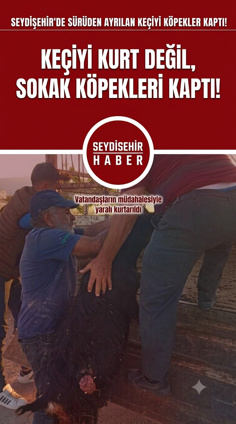 Seydişehir'de Sürüden Ayrılan Keçiyi Kurt Değil, Sokak Köpekleri Kaptı!