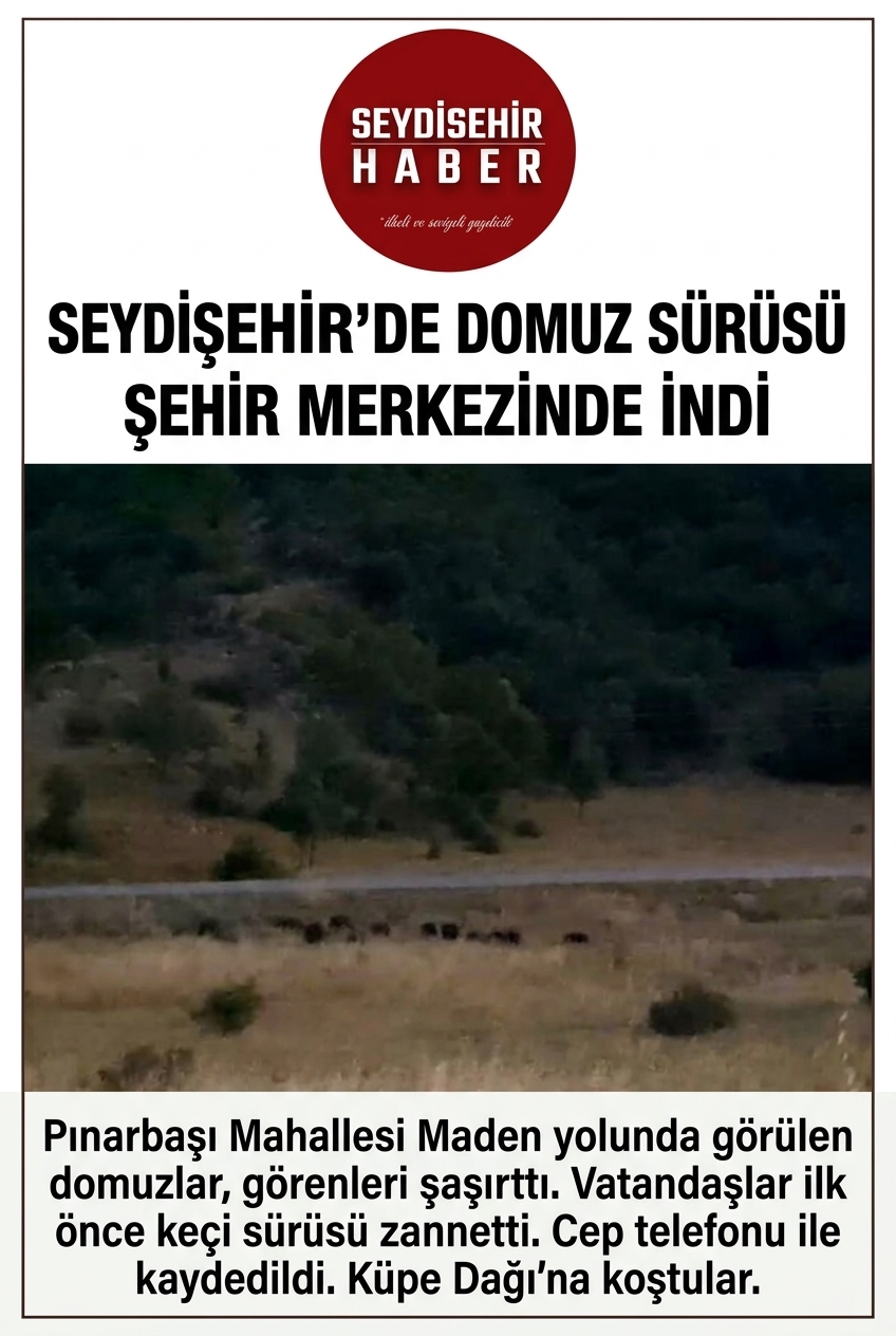 Seydişehir’de Domuz Sürüsü Şehir Merkezine İndi: Görenler Keçi Sürüsü Sandı