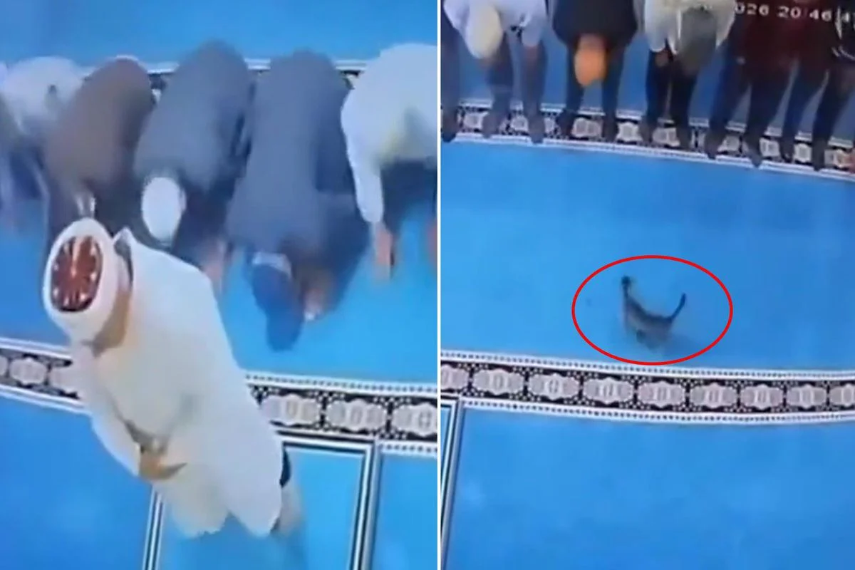 Namaz Kılarken Kediye Tekme Attı: Uçan Kedi İmamın Başına Çarptı