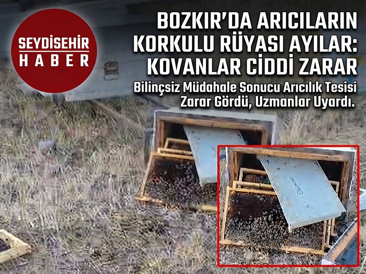 Bozkır’da Arıcıların Korkulu Rüyası Ayılar: Kovanlar Ciddi Zarar Görüyor