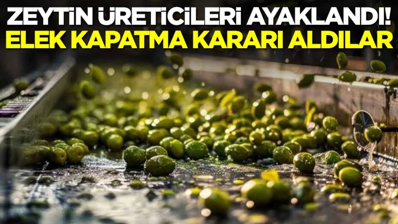 Manisa Akhisar'da Zeytin Üreticilerinden Düşük Fiyat Protestosu: Üretim Durdu