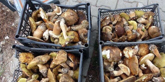 SEYDİŞEHİR’DE MANTAR ZEHİRLENMESİ ALARMI: 10 GÜNDE 50 KİŞİ HASTANELİK OLDU!