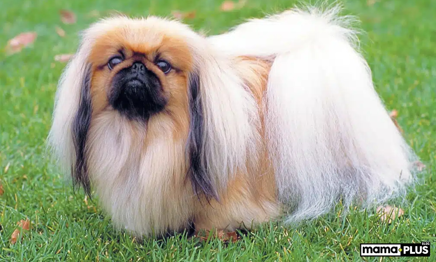 Pekinez Köpeği Hakkında Bilinmesi Gerekenler: Karakteri, Bakımı ve Fiyatları