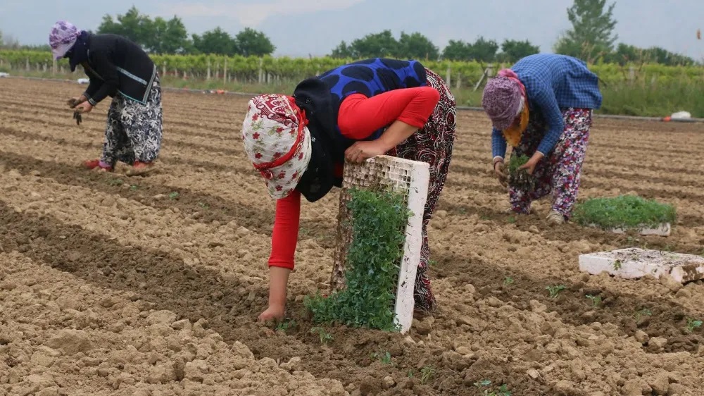 Adana, Mersin ve Hatay’da Tarım işçisi yevmiyesi 1000 TL olarak  belirlendi.