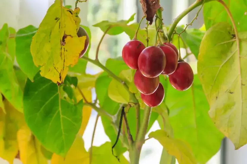 Ağaç domatesi olarak da bilinen küçük ağaçlarda yetişen, yumurta şeklindeki kırmızı meyve Tamarillo, hem görünümü hem de faydalarıyla dikkat çekiyor.