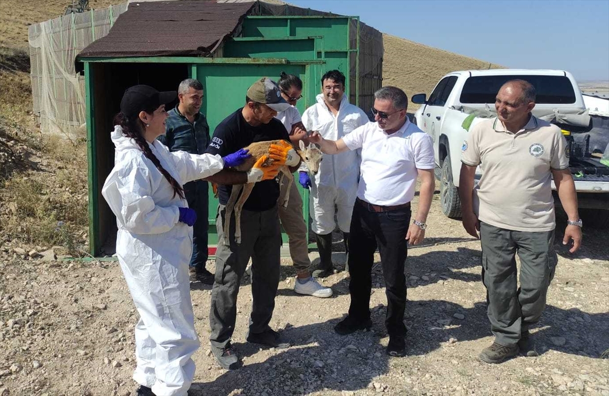 Anadolu yaban koyunları hastalık riskine karşı aşılandı