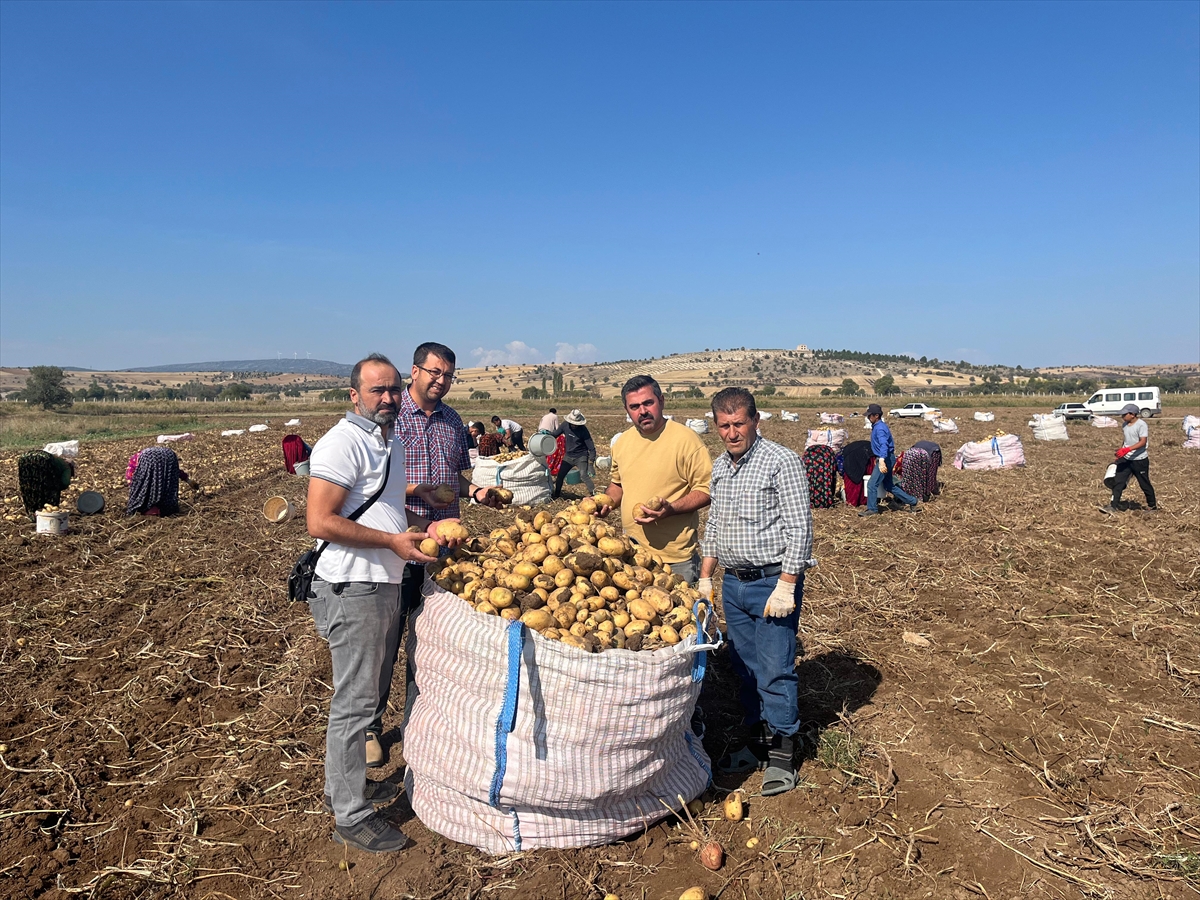 Beyşehir'de cips olacak patatesleri hasat ediliyor