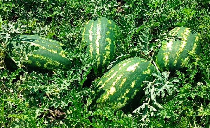Beyşehir Gölü'nden Su Kesintisi İddiaları Seydişehir Çiftçisini Kara Kara Düşündürüyor HABER  YORUM