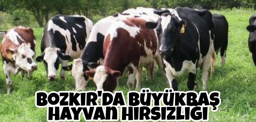 Bozkır Küçükhisarlık'da Büyükbaş Hayvan Hırsızlığı