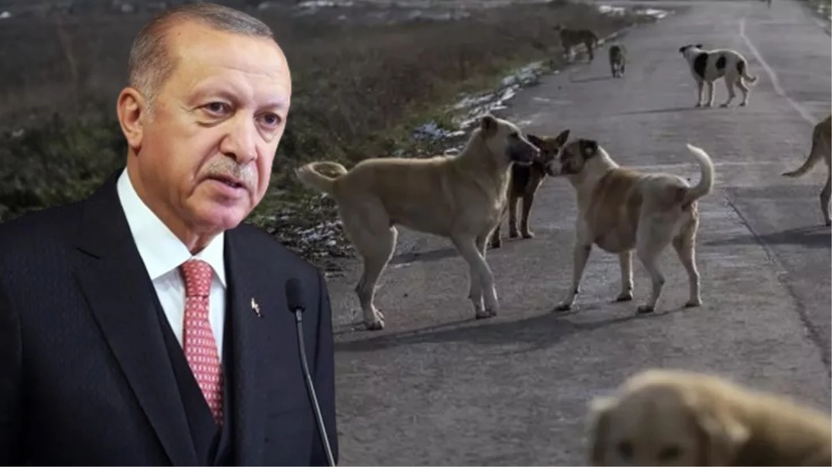 Erdoğan: Sahipsiz köpeklerin sahiplendirilmesini amaçlıyoruz, bunu başarabilirsek sonraki adıma gerek kalmayacak