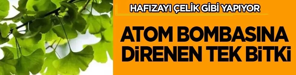 Hafızayı çelik gibi yapıyor! Dikkat çeken paylaşım: Atom bombasına direnen bitki! O kadar para vermeyin! Tam şifa