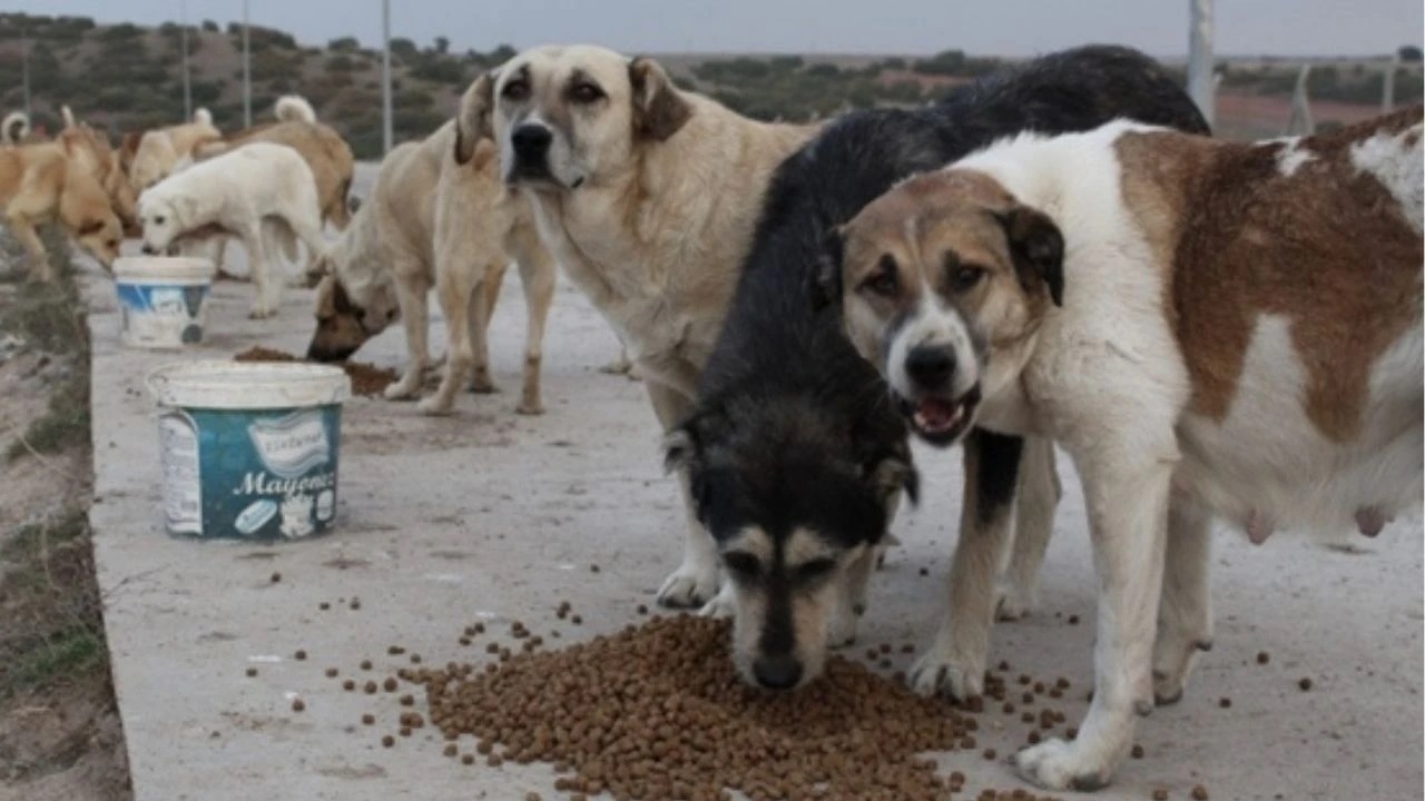 İstanbul'da Köpek yüzünden cinayet: Mama kavgası ölümle bitti