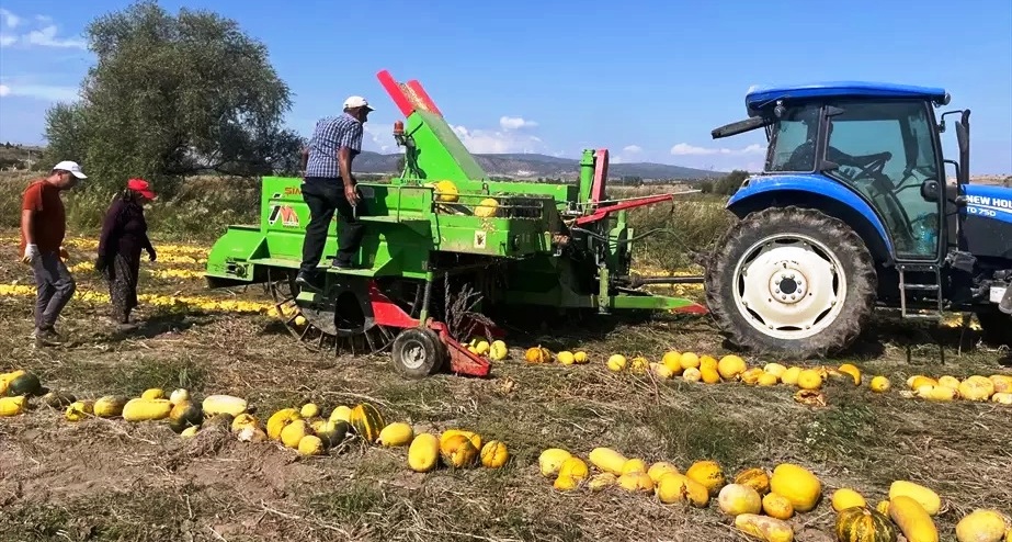 Kabak Çekirdeği Üretiminde İvme Kazanıldı