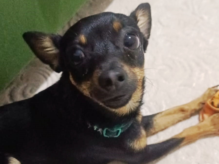 Kayıp Köpek İlanı: Chihuahua Cinsi "Miki" Aranıyor