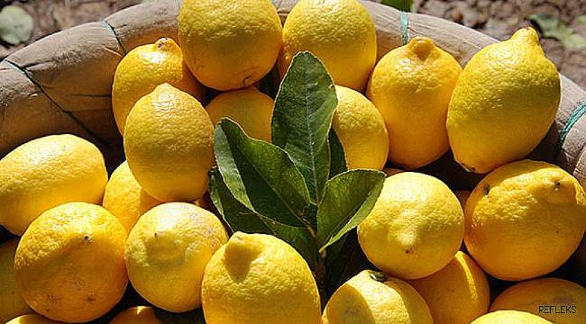 Kilosu 40 kuruşa düşen limon dalında kaldı