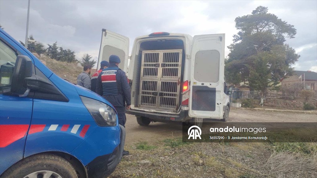 Kırıkkale'de köpek dövüştüren 2 kişiye 12 bin 850 lira ceza verildi