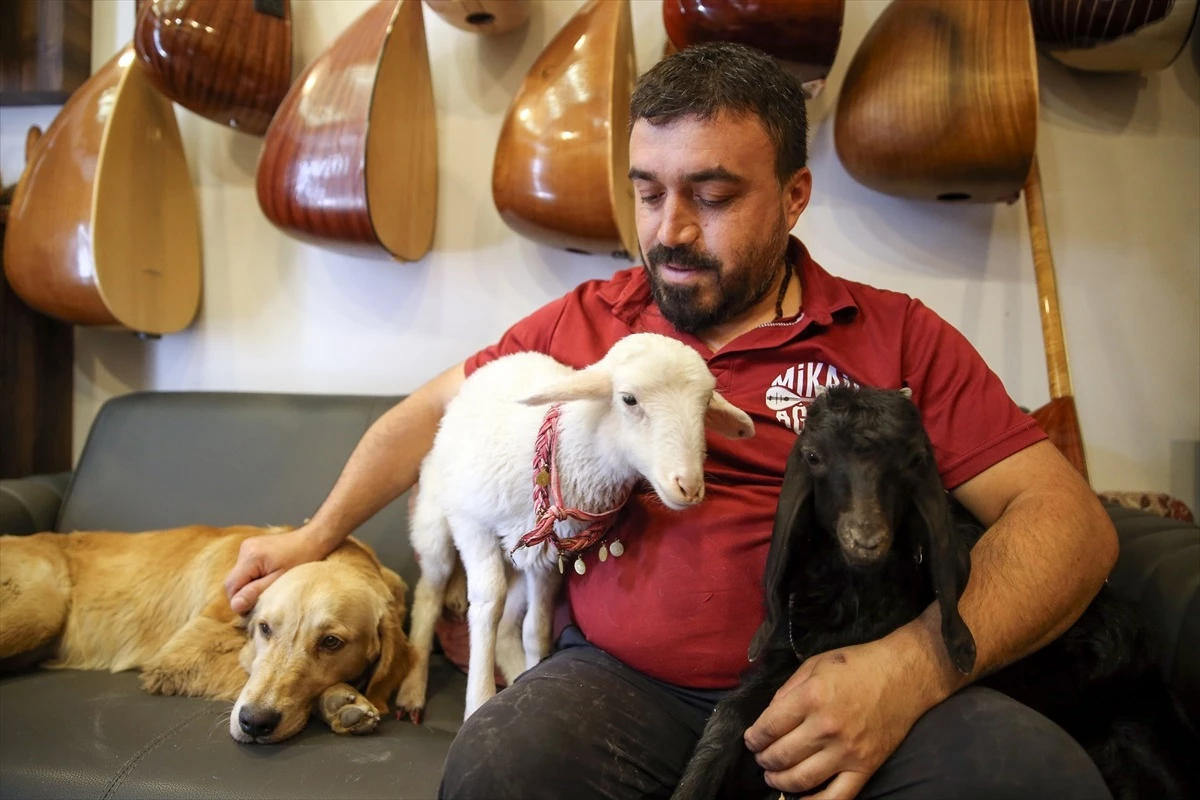 Konya'da Bağlama Ustası Mikail Ağdaş, Hayvanlarıyla Her Yere Gidiyor