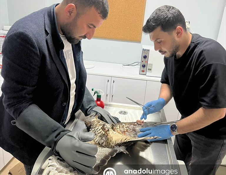 Konya'da bir evin bahçesinde yaralı bulunan şahin tedavi altına alındı