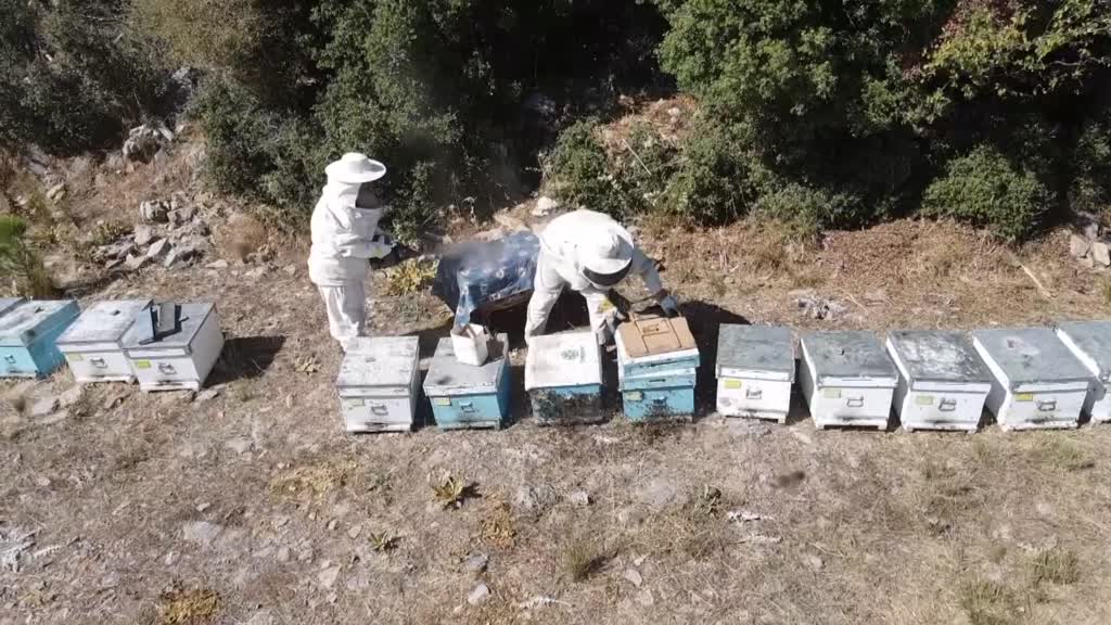 Konya'da Çiçekten istediği verimi alamayan arıcıları çam balı sevindirdi