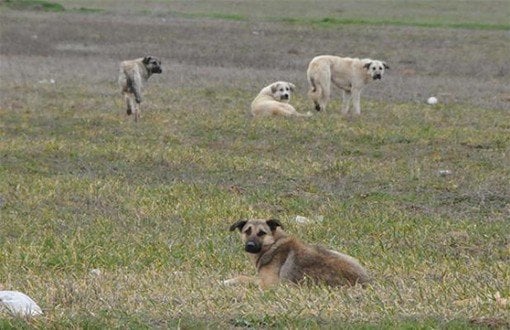 Konya'da Sokak Köpekleri Koyunları Telef Etti