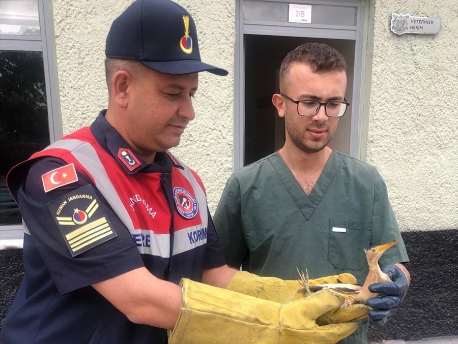 Konya'da Yaralı Balaban Kuşu Tedavi Altına Alındı