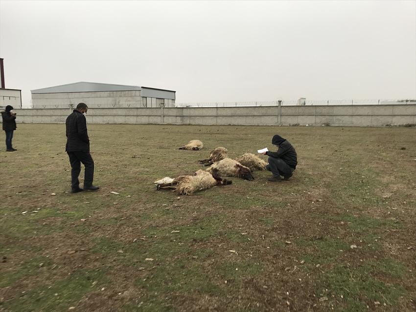 Konya'da zehirlendikleri iddia edilen 26 küçükbaş hayvan telef oldu