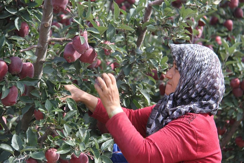 Konya'dan Asya ülkelerine elma ihracatı