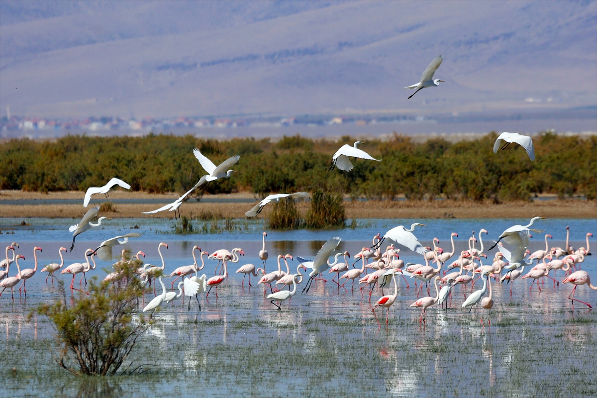 KONYA - Flamingo yavruları göç yolculuğuna hazırlanıyor