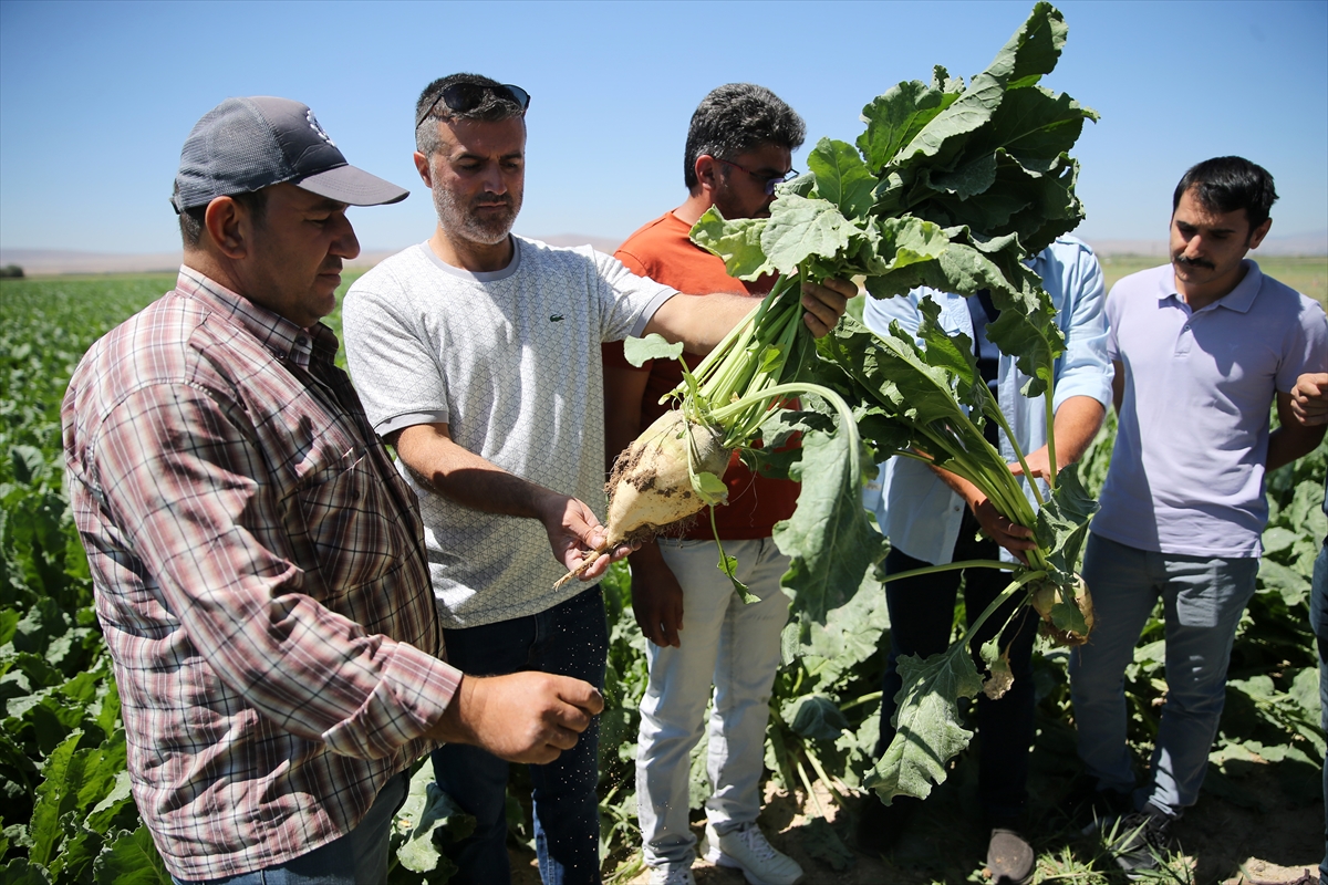 KONYA - İklim değişikliği ve kuraklık şeker pancarı üretimini olumsuz etkiliyor