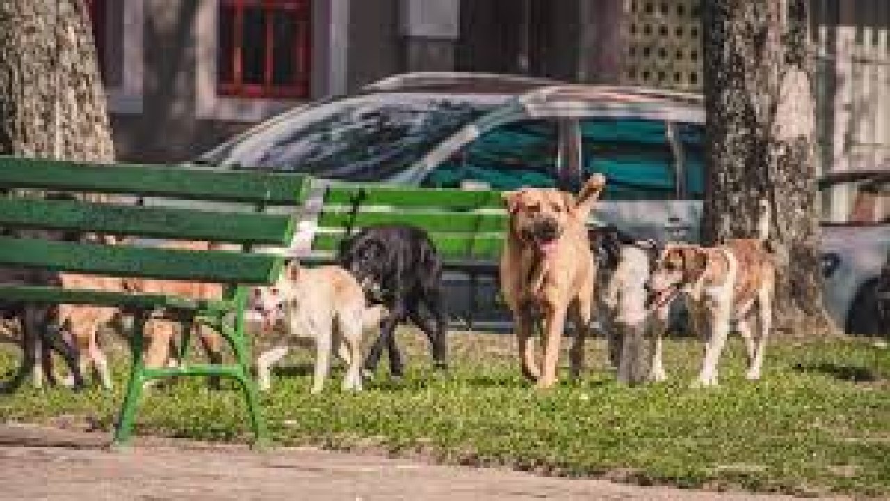 Köpeğe tedbir almayan belediyelere yaptırım! Yıllık maliyeti şoke etti