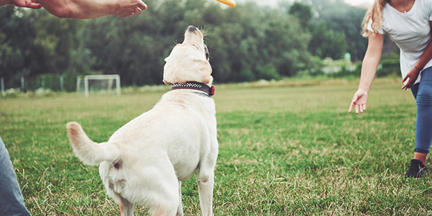 Köpeğinizin Sosyal Yeteneklerini Güçlendiren Yaklaşımlar