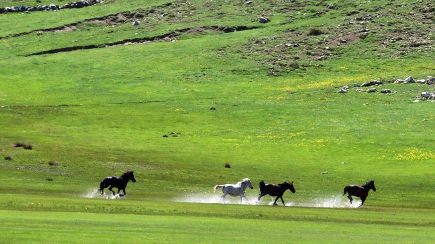 Küpe Çukuru Yaylası: Doğanın Sessizliği ve Sakinliği