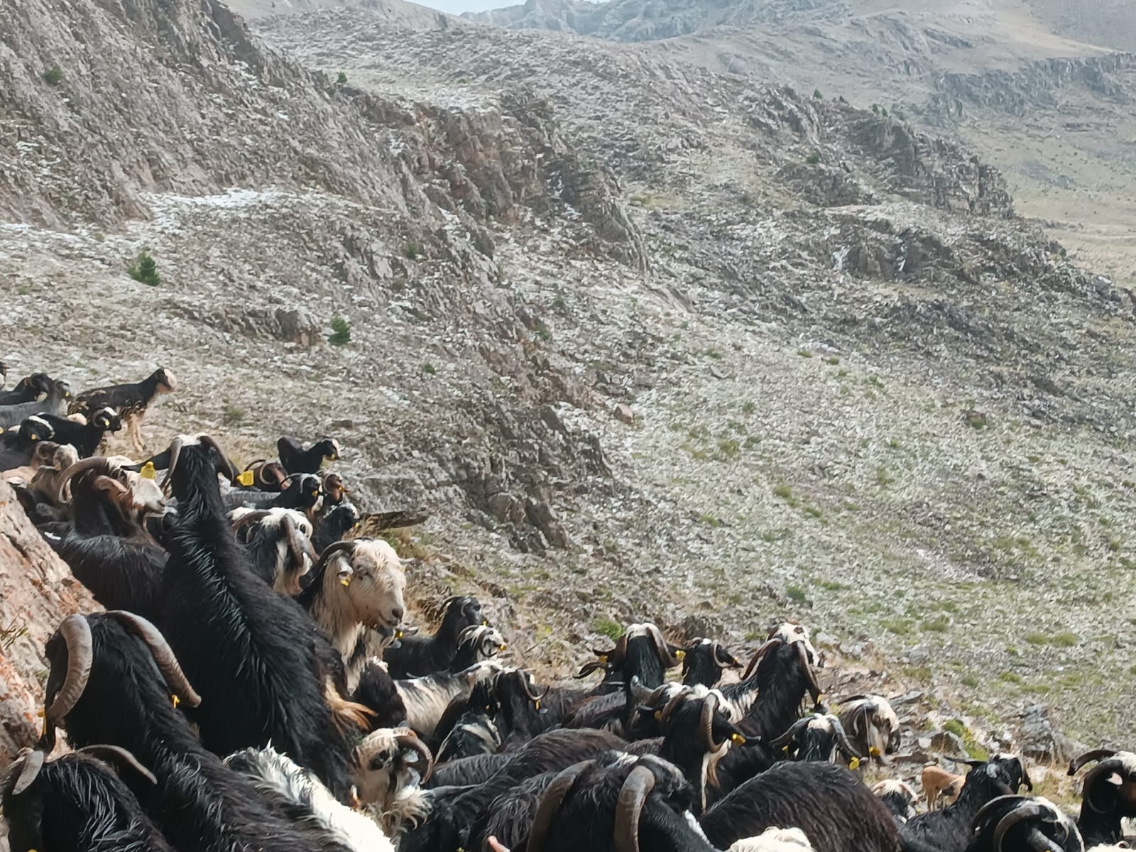  KÜPE YAYLASINA ŞİDDETLİ DOLU YAĞISI