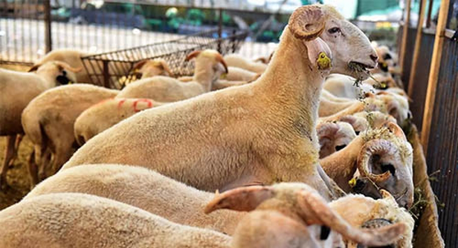 Kurban Bağışı Yapmanın Manevi Önemi