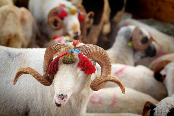 Kurban Nedir, Kurban Bağışı Kimlere Yapılır?