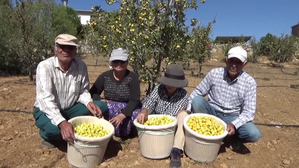 MERSİN - Alıcın hasadı başladı