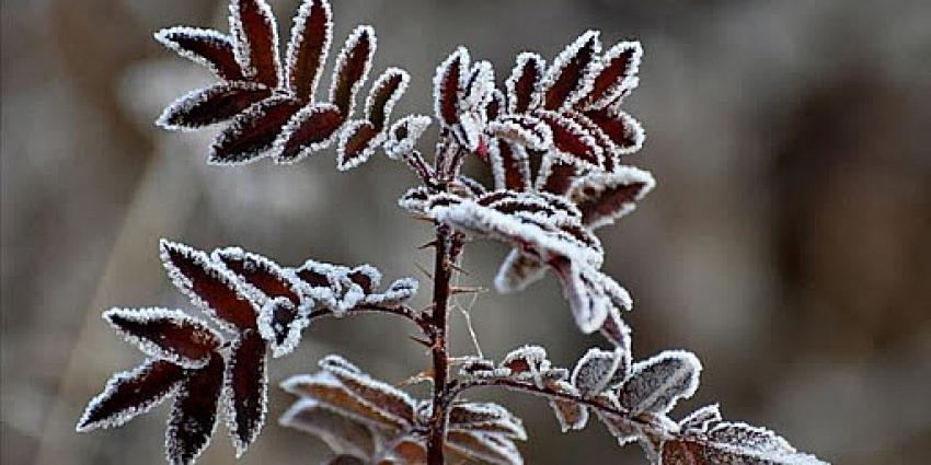 Meteoroloji açıkladı! Donacağız! Konya'da don görülecek