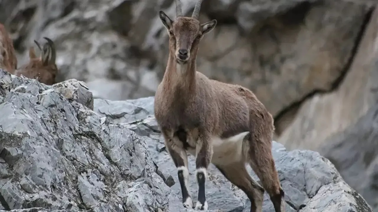 "Koruma Altındaki Dağ Keçilerini Avlayıp Sucuk Yaptı! 2 Milyon TL Ceza Yedi ve Tutuklandı"