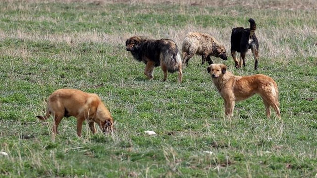 Saçtıkları parazitler ölümcül olabiliyor! Sokak köpekleri 40 hastalık yayıyor