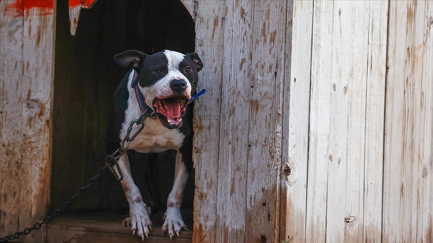 Saldırdığı kadın dehşeti yaşamıştı! Pitbull saldırısına hapis cezası